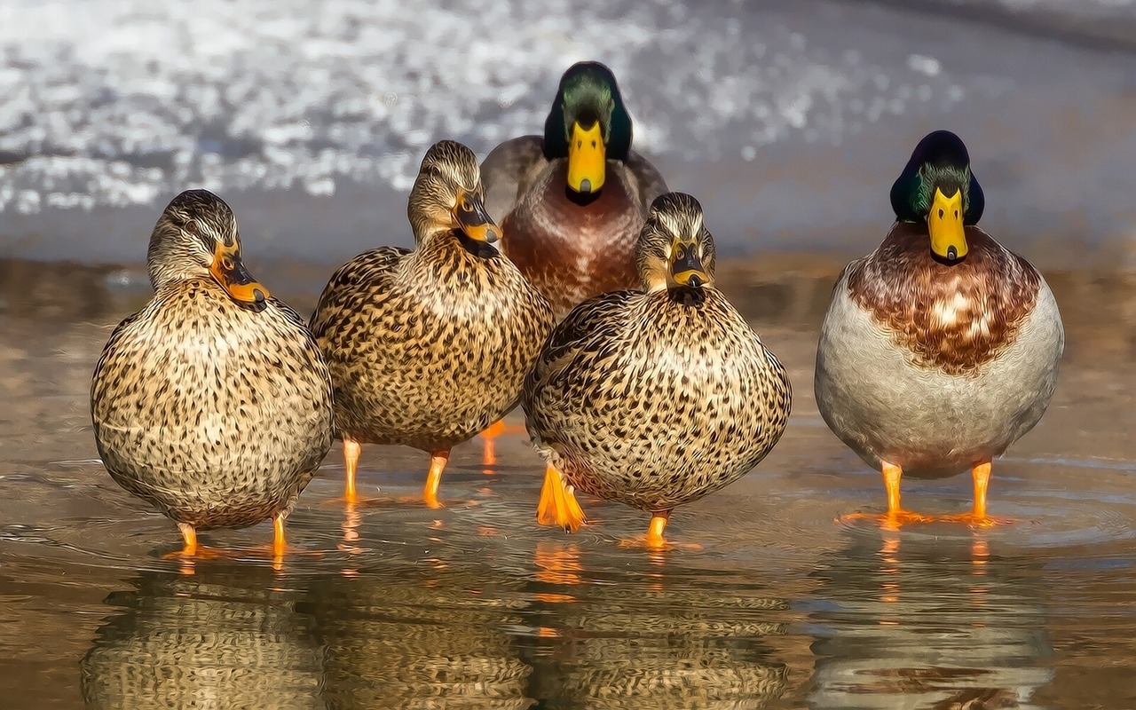 Flint Hills Resources surpasses $1 million in giving to Ducks Unlimited for conservation efforts