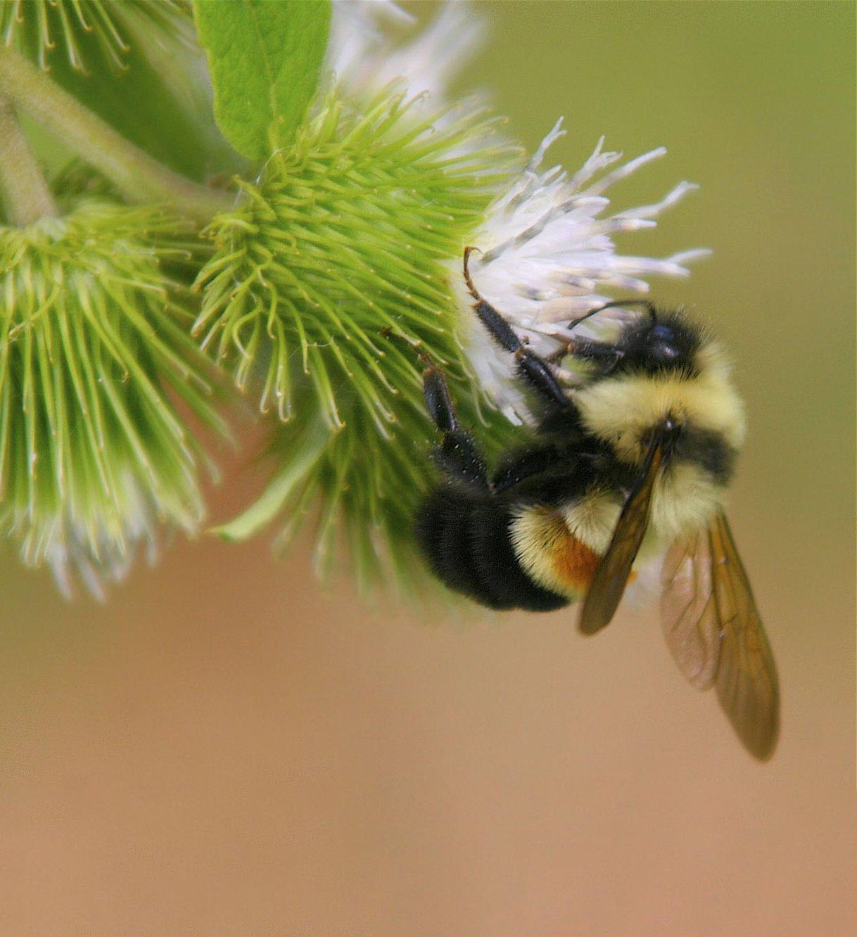 Federally-endangered bee species discovered at Pine Bend Bluffs Natural Area in Dakota County